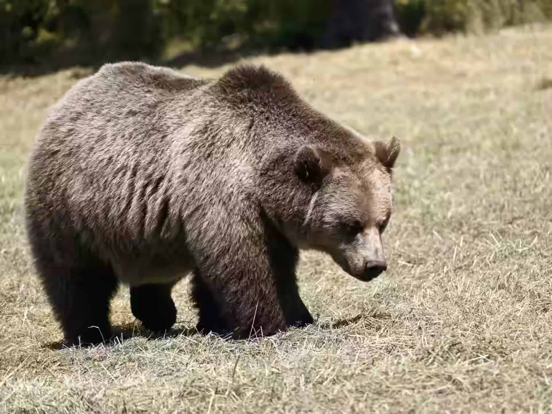 Ein Braunbär läuft über trockenes Gras im Bärenwald Prishtina.