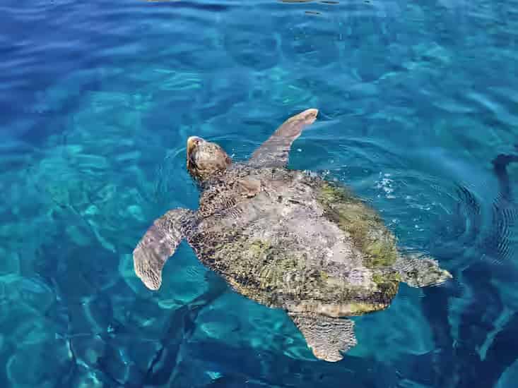 Żółw morski karetta-karetta wychodzący z morza na plażę Laganas o zachodzie słońca, Morski Park Narodowy Zakynthos, Grecja