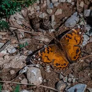 Butterflies in lush greenery