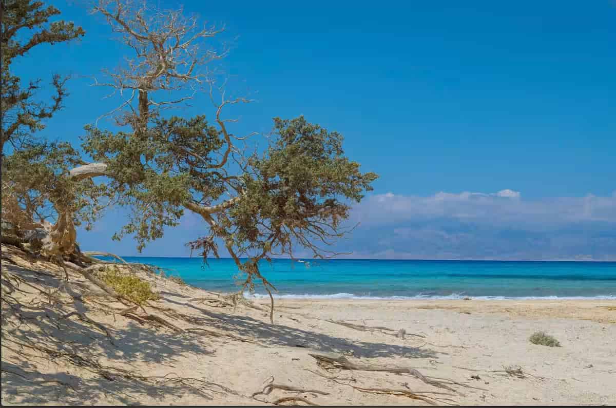 Παρθένα χρυσαφένια αμμουδιά και προστατευτικά κεδρόδεντρα στη Χρυσή (Γαϊδουρονήσι) με κρυστάλλινα τιρκουάζ νερά, Νότια Κρήτη