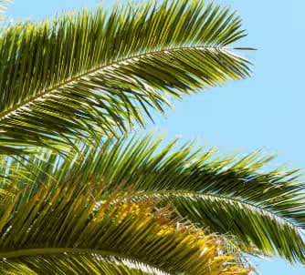 Close-up of bright green palm leaves (fronds) from the native Cretan date palm, set against a clear blue sky at Vai Beach, East Crete, Greece