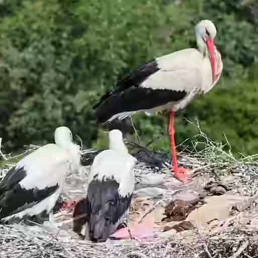 Eine Weißstorchfamilie auf ihrem großen Reisignest im Savetal bei Zagreb, Kroatien.
