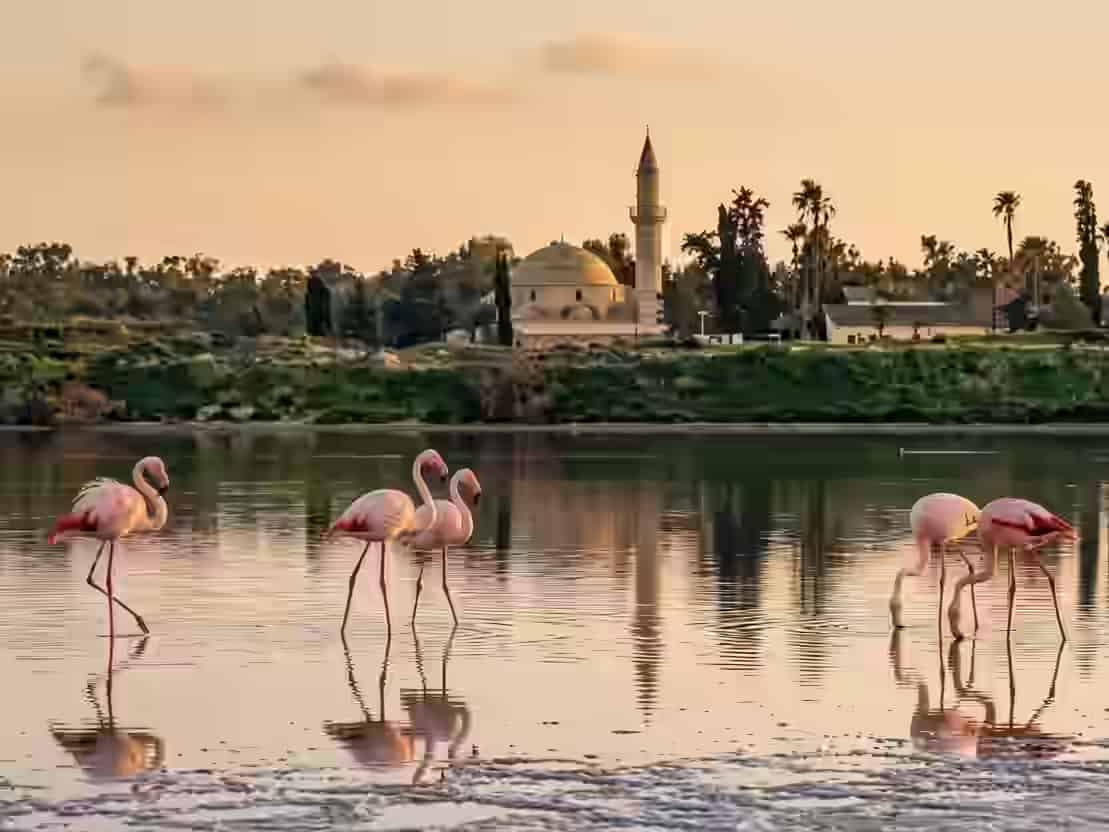 Flamingi roz în apele liniștite ale Lacului Sărat din Larnaca, cu moscheea Hala Sultan Tekke în spate, Cipru.