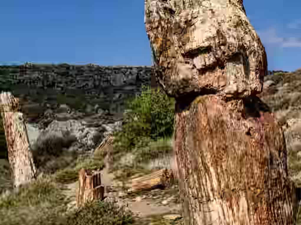 Gros plan sur d'immenses et anciens troncs d'arbres fossilisés dressés verticalement le long d'un sentier de terre, entourés d'un paysage accidenté de rochers et de bas arbustes verts sous un ciel bleu limpide, dans la Forêt pétrifiée de Lesbos, Grèce.