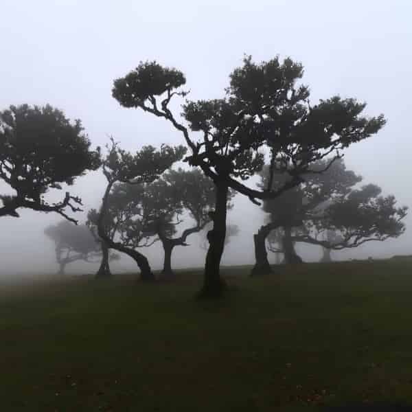 Mystischer, nebelverhangener uralter Lorbeerwald mit bemoosten, verdrehten Bäumen im Hochland von Fanal, Madeira.