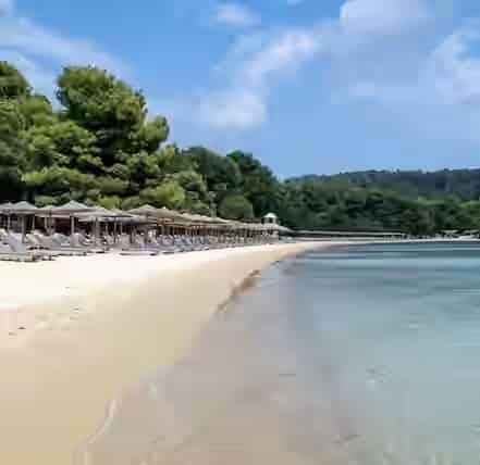 Sandy shoreline of Koukounaries beach in Skiathos, Greece, lined with rows of straw umbrellas and sun loungers near calm water and pine trees.