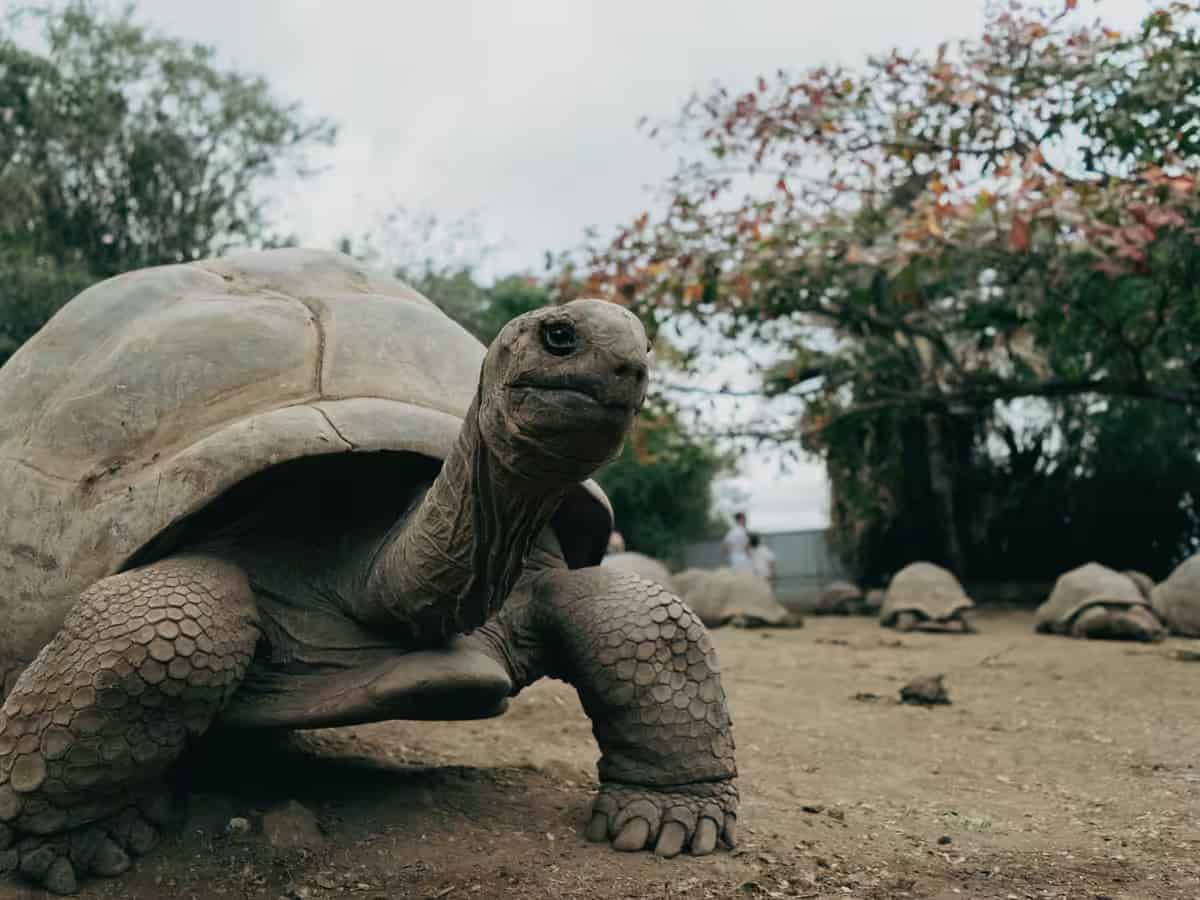 Eine Aldabra-Riesenschildkröte reckt auf Prison Island den Hals zur Kamera, dahinter ruhen weitere Schildkröten.