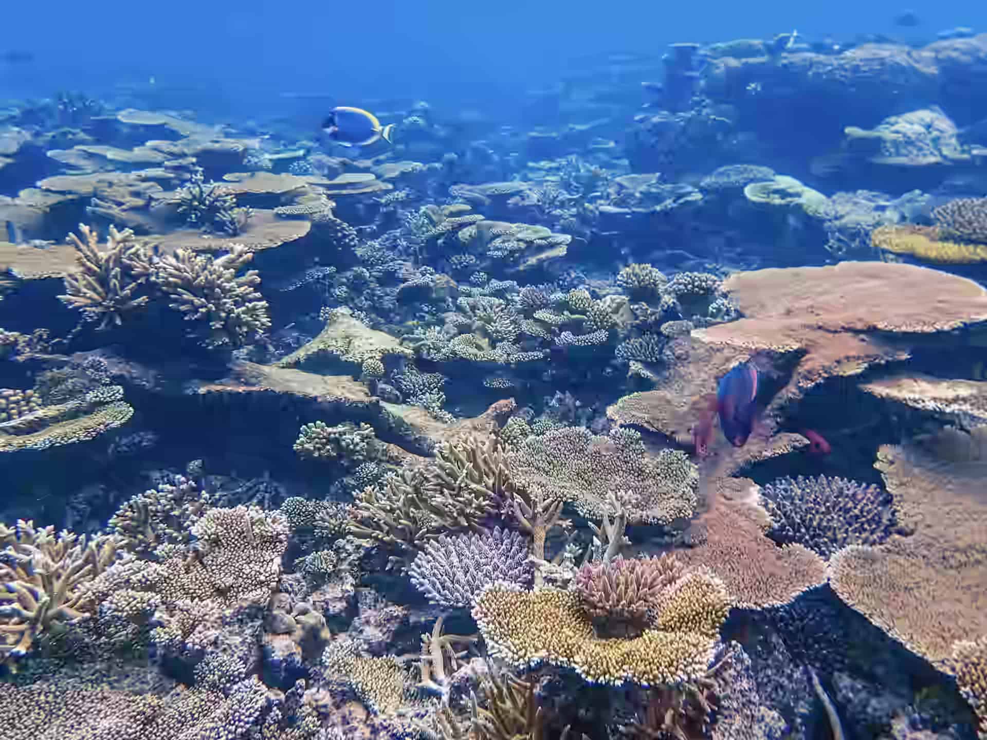 Tisch- und Geweihkorallen mit tropischen Fischen am Riff des Chumbe Island Coral Park.